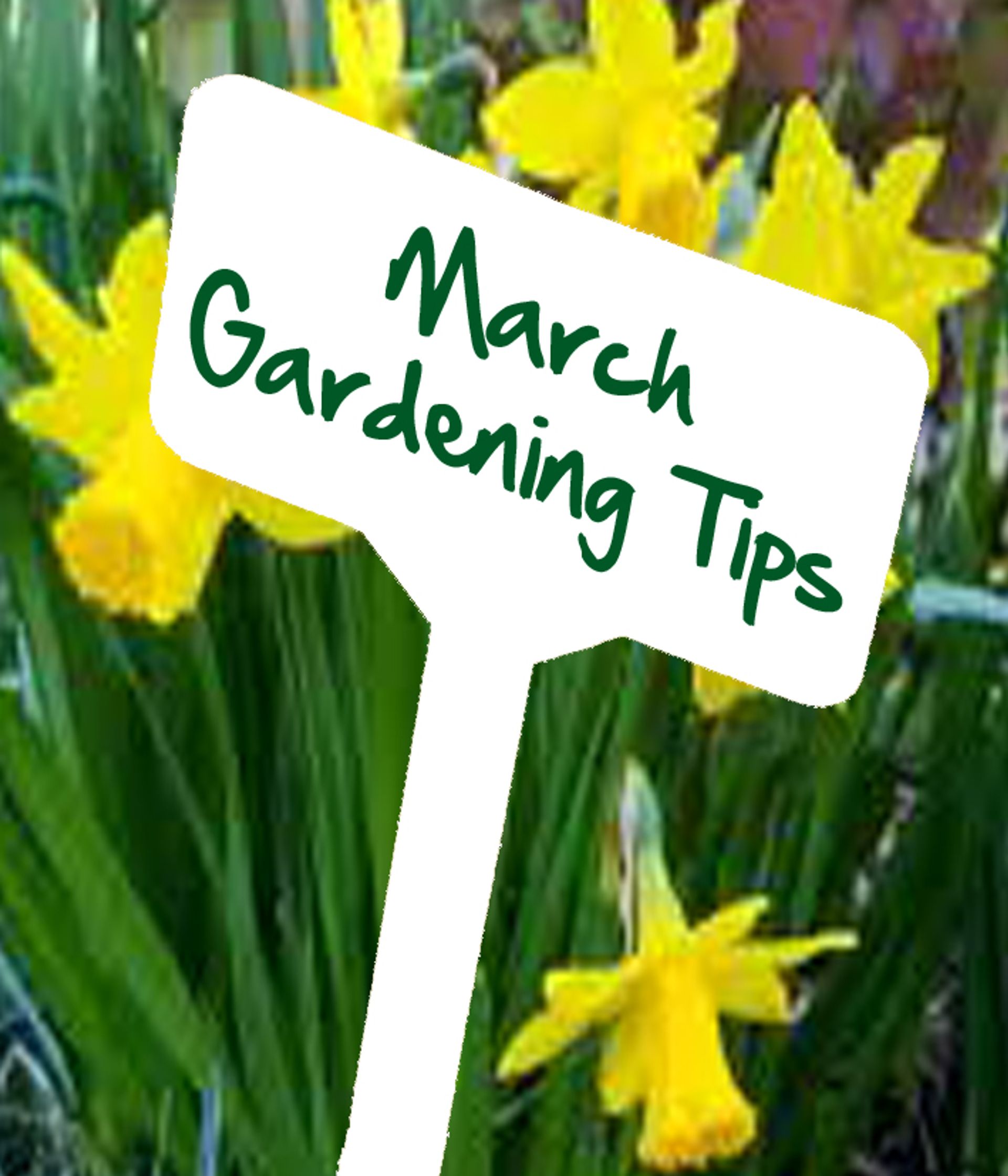 March gardening tips - Reg moule